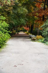 Obraz premium park in fall colors orange trees