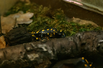 Beautiful lizard in the grass common fire salamander
