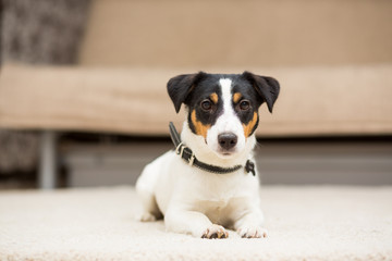 Dog breed Jack Russell Terrier lying on the carpet in the room