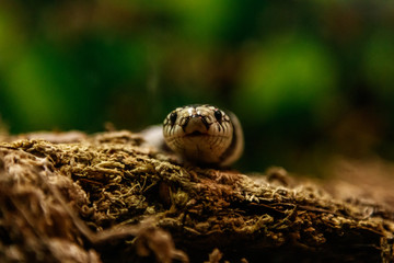 snake lampropeltis getula californiae