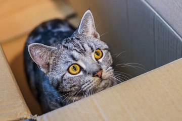 Beautiful grey cat