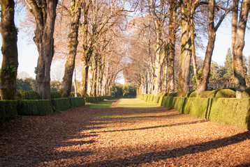 Camino recto de hojas secas entre dos filas de árboles y setos en un jardín de un palacio medieval en un día soleado en inveirno en Galicia, España