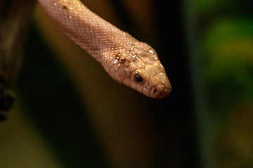 snake leucistic texas rat