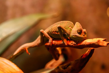 beautiful lizard Chamaeleonidae on a branch