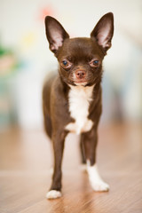 A brown chihuahua dog breed stands on the floor, close-up portrait