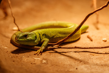 Beautiful Balkan Green Lizard - Lacerta trilineata