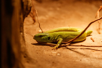 Beautiful Balkan Green Lizard - Lacerta trilineata