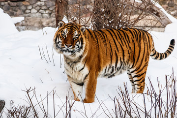 beautiful panthera tigris on a snowy road