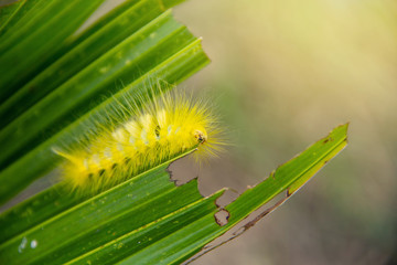Yellow slug worm, Calliteara horsfieldii in the agricultural garden organic. is eating leaves young of sapling coconut.