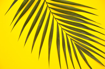 Obraz premium Palm tree om yellow background. 