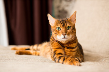 An adult Bengali cat lays on the couch stretching its paws