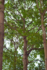 Fototapeta premium green tree background
