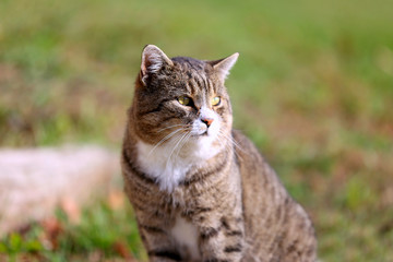 Grey cat posing in the green grass outdoors
