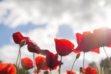 Obraz premium Dzikie czerwone maki