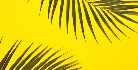 Palm tree leaf on yellow background.
