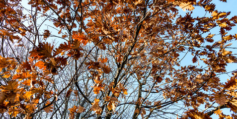 View from bottom to top of a maple tree full of dry leaves during the autumn season.