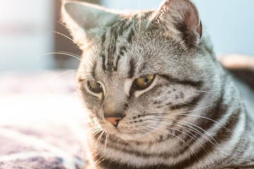 Beautiful grey cat