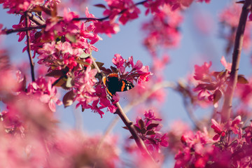 Butterfly on cherry plum flowers