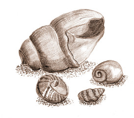Pencil hand drawing beach theme with sea shell in brown