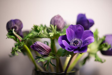 紫色のアネモネ