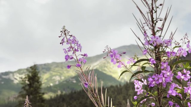 Mountain Flower, Blue Division In Detail. Mountains On Horizon Growing Out Of Country Landscape. Wooded Hills In Fog. Day Shot