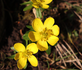 Bunch of yellow orange Eranthis,winter aconite in bloom. Early spring flowers in the garden on sunlight. Macro detail view.