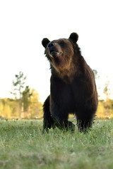 Brown bear low angle view. Bear close up.