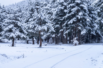 Landscape of a forest with snowy pines