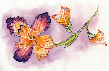 Hand painted ink and watercolor iris flower in orange and purple tones