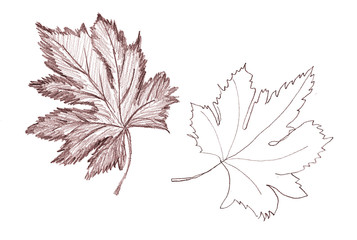 Hand drawn brown pencil sketch vine leaf