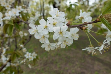 Lots of white flowers on branch of cherry tree