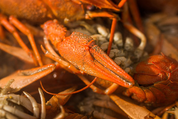 Seafood  ,lobster, Crawfish Boils,chili crab