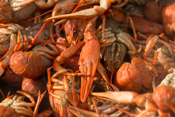 Seafood  ,lobster, Crawfish Boils,chili crab