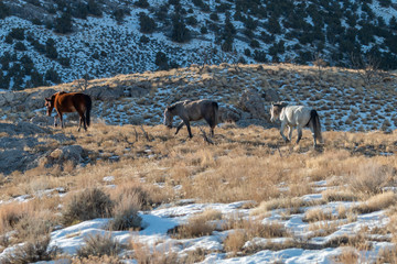 Wild Horses in Utah in Winter