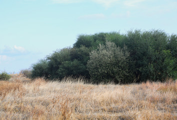 Sun dried field with green bushes and blue sky lifestyle landscape. Afternoon. Muted dim retro...
