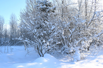 winter landscape with trees and snow