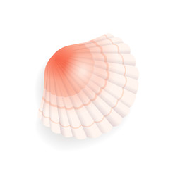Seashell conch icon closeup vector. Detailed mussel exotic sealife. Clam found on seashore, coastline of sea or ocean, cockle of pink color with lines © robu_s