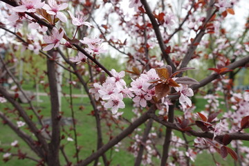 Prunus pissardii in full bloom in spring