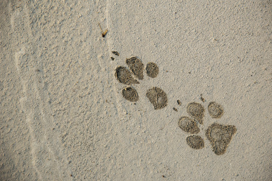 Background and texture of Dog footprints on the cement floor.