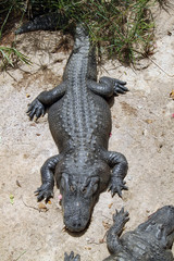 crocodile relax