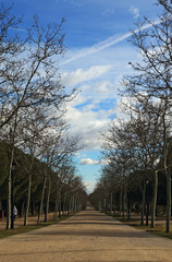 Walk in the park during the winter