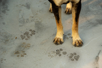 Legs and feet of dog that is the problem on the cement floor and footprint.