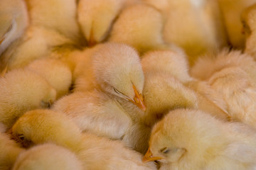 ひよこ © CrioStudio