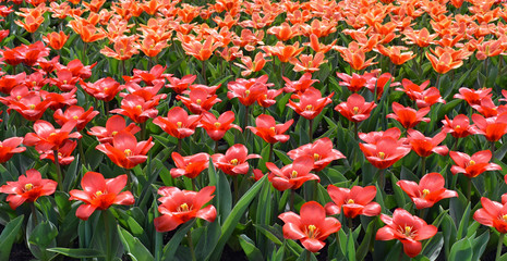 Colorful tulips blooming in spring in the famous Dutch tulip park. Taken in Keukenhof, Netherlands.