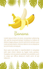 Banana exotic juicy ripe yellow fruit vector poster text sample and palm leaves. Tropical edible food, dieting veggies piled plant, sweet dessert