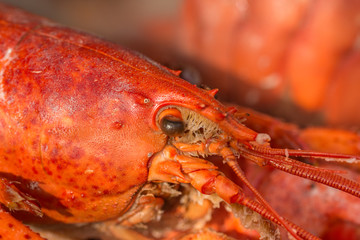 How to Cook Lobster and Crab ,with allspice and bay leaf