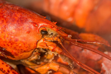 How to Cook Lobster and Crab ,with allspice and bay leaf