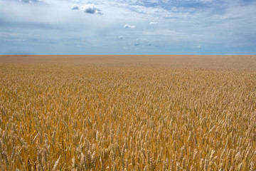 Naklejka premium Landscape. Field of growing wheat and cloudy sky with clouds. Place for text.