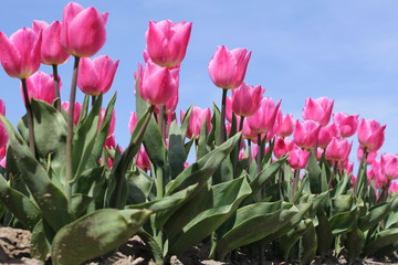 a group of pink tulip flowers in holland and a blue sky background