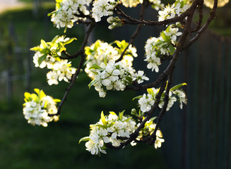 Spring blossom of pear tree, blooming  branches with white flowers on dark background in the evening in the lights of setting sun